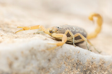 Yellow scorpion on a rock.