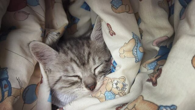 Cute little tabby kitten sleeping peacefully in the soft blanket at home, feeling safe and loved