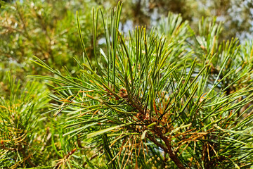 The Coniferous needles. Pine needles green. Background of green needles.