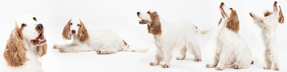 Basic dog pose on white background. Dog - English cocker spaniel with honey gold coat. Panorama.