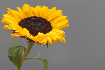 Flower composition. Sunflower on color background. Summer concept, Copy space