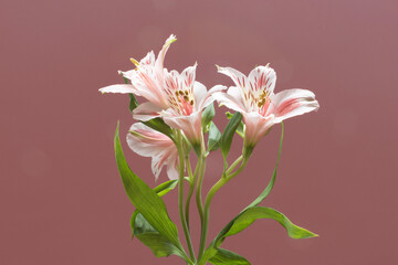 Obraz premium Bouquet of pink flowers. Summer concept, copy space