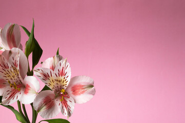 Flower composition. Liles on color background. Fresh Alstroemeria Flower. Copy space