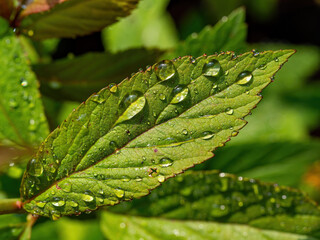 After the rain pure waterdrops on the green leaves