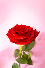 Romantic red rose flower on pink background, vertical
