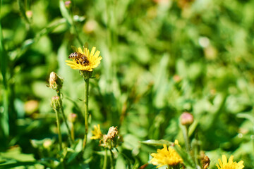 Flying bee, pollinating flowers, Pollination. A bee flies over a dandelion. An amazing flying insect. flower fly, soaring bees. Insects, beetles