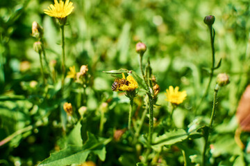 Flying bee, pollinating flowers, Pollination. A bee flies over a dandelion. An amazing flying insect. flower fly, soaring bees. Insects, beetles