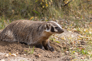 Badger Hunting for Food in Wyoming in Autumn