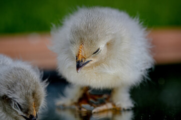 2 day old Lavender Pekin Bantam chickens