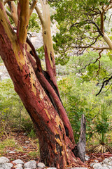 Obraz premium Red Bark Tree