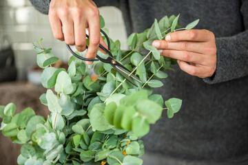 Frischen Eukalyptus in der Vase mit einer Schere abschneiden