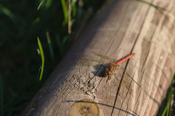 dragonfly - red saber (Latin Sympetrum sanguineum) - a species of Eurasian dragonfly from the dragonfly family (Latin Libellulidae). A mature male is red