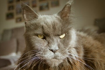  adult, beautiful and dignified blue-gray Maine Coon cat