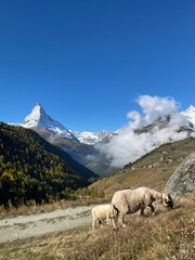Local blacknose sheep enjoy their mountain pastures.