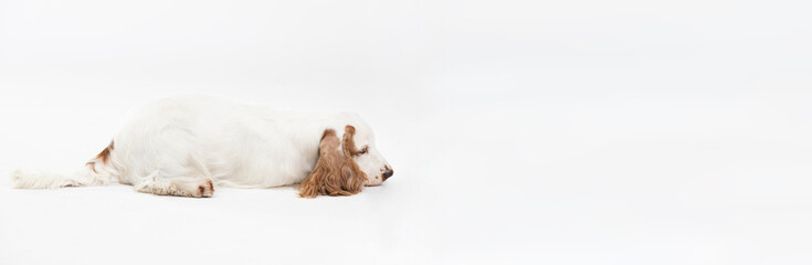 A dog lies with its nose against the floor. English cocker spaniel with honey gold coat. Panorama.