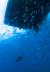 Boat silhouette from underwater with school of fish and diver..

