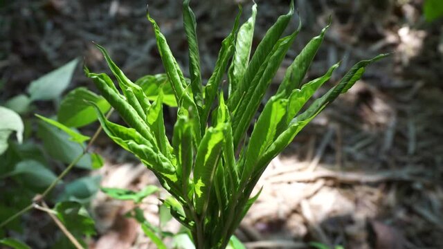 Amorphophallus variabilis (kembang bangkai, walur, acung) tree with a natural background. The leaves are used as fish food. The fruit cobs, leaf stalks and fruit are peeled off, cooked as vegetables