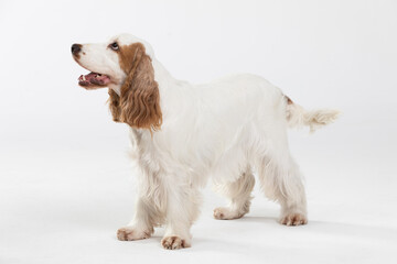 The dog is standing and wagging its tail. English cocker spaniel with honey gold coat.