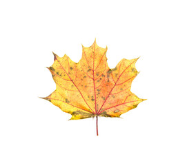 Orange-yellow leaf with spots. Autumn has arrived and beautiful colors.