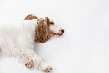A dog lies on its side from fatigue. English cocker spaniel with honey gold coat.