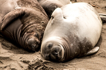 Obraz premium California Sea Lion and Southern Elephant Seal resting on the beach
