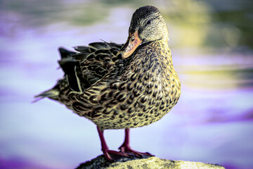 American black duck standing by the water 