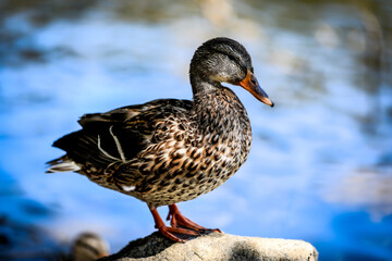 American black duck standing by the water 