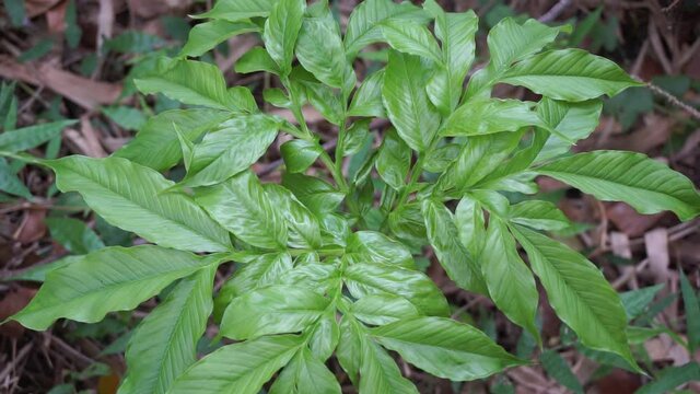 Amorphophallus variabilis (kembang bangkai, walur, acung) tree with a natural background. The leaves are used as fish food. The fruit cobs, leaf stalks and fruit are peeled off, cooked as vegetables