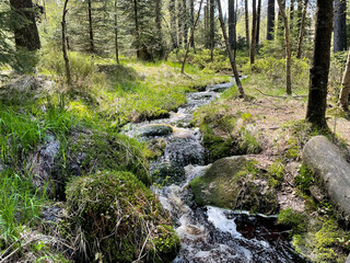 Fototapeta na wymiar ein kleiner Bachlauf im Nationalpark Harz in Deutschland