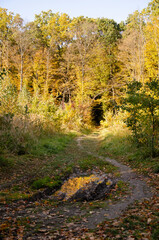 Obraz premium Reflection of autumn trees in puddle on path in middle of forest. Autumn season concept. Multicolored leaves lying in dirty water. Bright natural background.