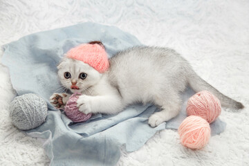 Cute young silver lop-eared Scottish Fold as11 kitten sitting straight up. Kitten in a hat playing balls skeins of thread white background. A breed of domestic cat with natural dominant-gene mutation.