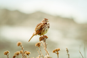 Song Sparrow sitting on a bush