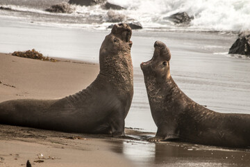 California Sea Lion and Southern Elephant Seal playing on the beach