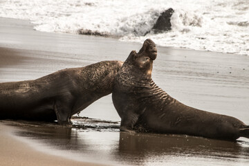 California Sea Lion and Southern Elephant Seal playing on the beach
