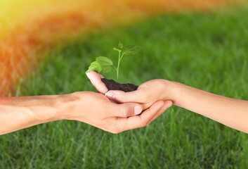 Environment Earth Day In the hands with trees growing seedlings.