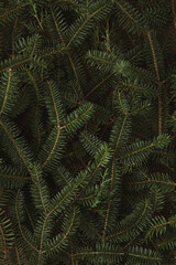  Christmas tree texture with evergreen branches.Minimal Christmas and New Year concept background.