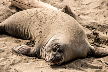 Fototapeta premium California Sea Lion resting on the beach