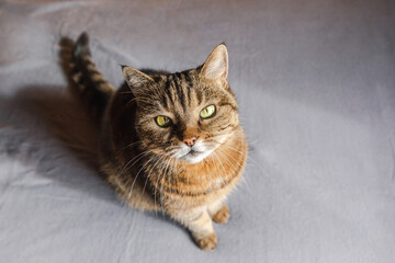 Funny portrait arrogant short-haired domestic tabby cat posing on dark brown background. Little kitten playing resting at home indoor. Pet care and animal life concept.