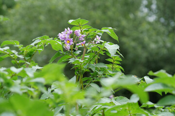 Flowers on potato stalks on bed in garden