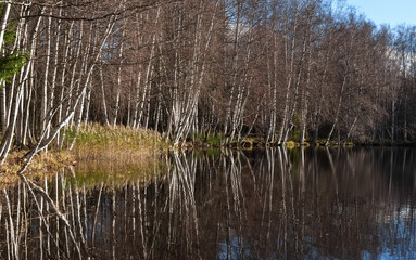 Leafless trees in autumn and reflection of trees in the lake. Bare birch forest by the lake. Photo