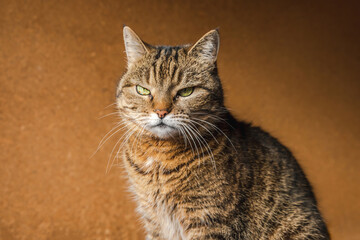 Funny portrait arrogant short-haired domestic tabby cat posing on dark brown background. Little kitten playing resting at home indoor. Pet care and animal life concept.