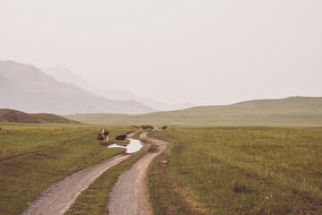 Obraz premium Calves and cows grazing near puddle on dirt road in mountain countryside in sepia color. Vintage landscape with farm animals in field. Beautiful scenery of pasture with calves and cows in faded tones.