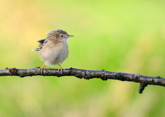 Zitting cisticola or Streaked fantail warbler (Cisticola juncidis) small bird perching on tree branch 
