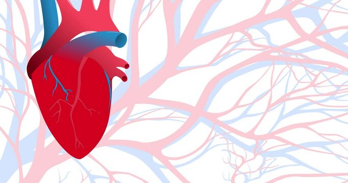 Beating heart and pulsating blood vessels. Abstract animated pattern with pale blue veins and red arteries. Human heart at the left side of the screen.