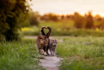  pair of loving cats walking on the green grass bending their tails in the shape of a heart - Powered by Adobe