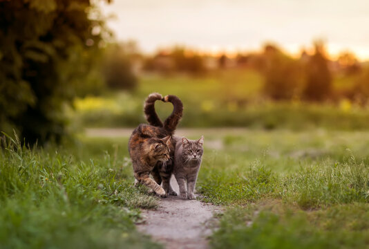  pair of loving cats walking on the green grass bending their tails in the shape of a heart
