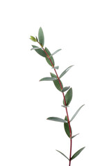 Green eucalyptus branch on white background