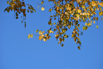 Birch branch with yellow leaves on  blue sky background in autumn