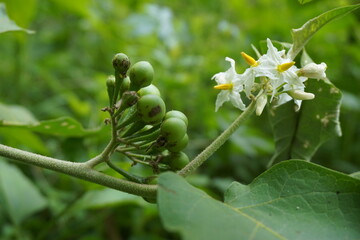 Solanum torvum (Turkey berry, rickly nightshade, shoo-shoo bush, wild eggplant, pea eggplant, pea aubergine, kantɔsi, konsusua) or commonly called pokak eggplant. the smallest eggplant