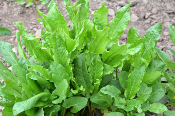 In the open ground in the garden grows sorrel.